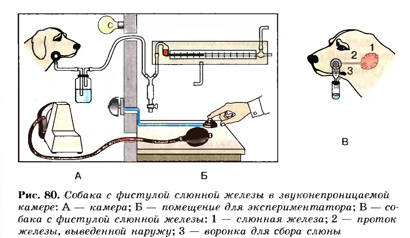 Павлов условный рефлекс собаки. Опыты Павлова рефлексы. Опыт Павлова условный рефлекс. Условный рефлекс собаки Павлова схема.