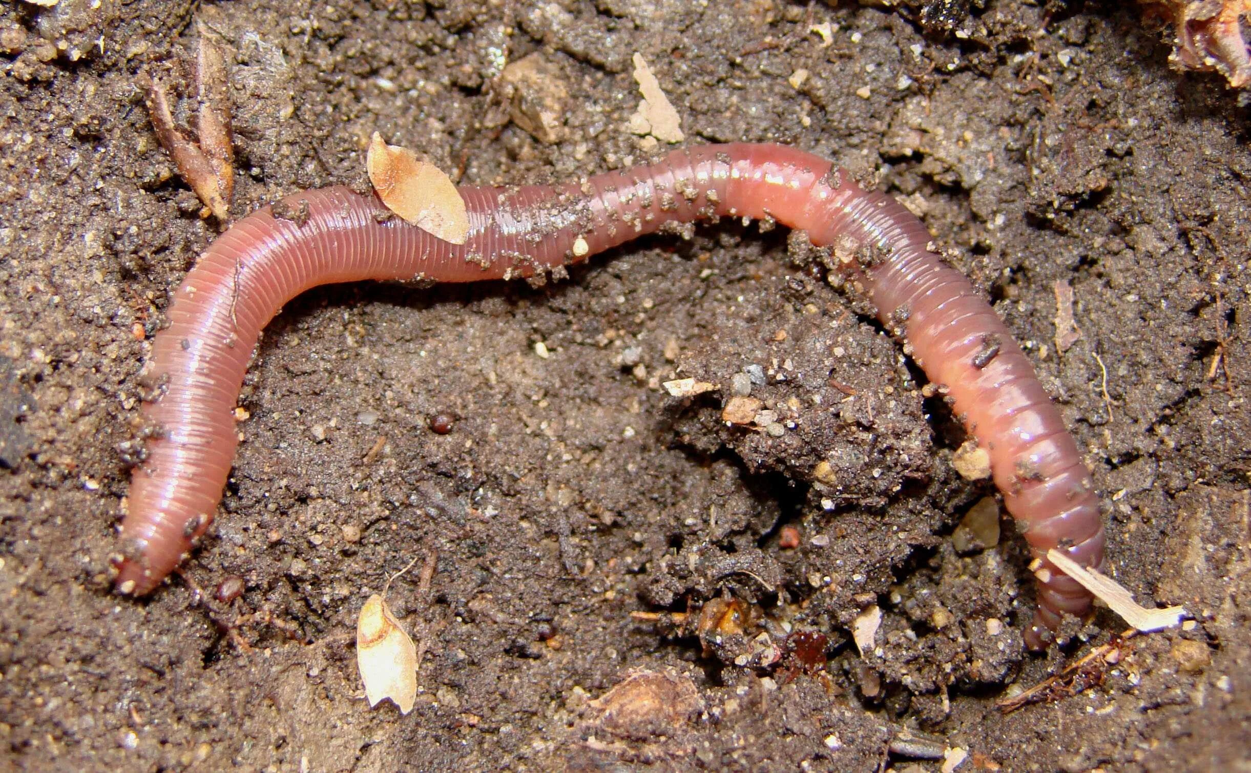 Малощетинковые черви личинка. Обыкновенный дождевой червь. Личинка дождевого червя. Сайт червяков