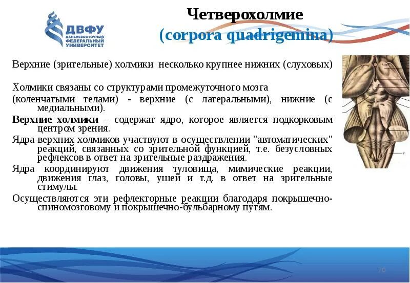 Бугры четверохолмия среднего мозга. Четверохолмие анатомия. Верхние холмики четверохолмия. Четверохолмие среднего мозга функции.