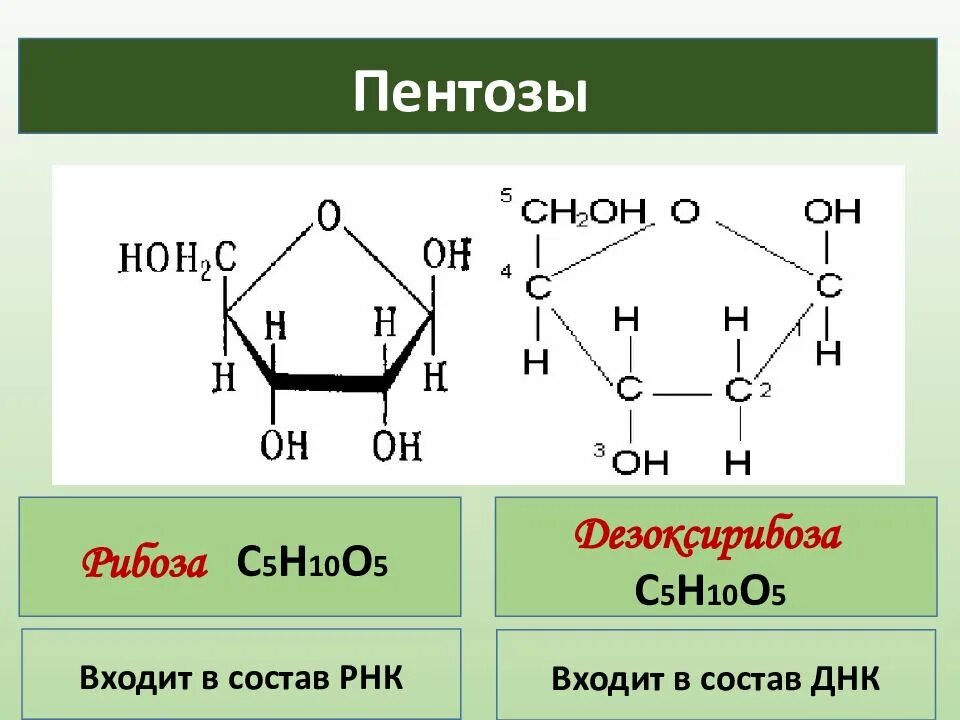 Название рибоза. Рибоза и дезоксирибоза формулы. Пентоза рибоза. Структурная форма рибозы. Дезоксирибоза моносахарид.