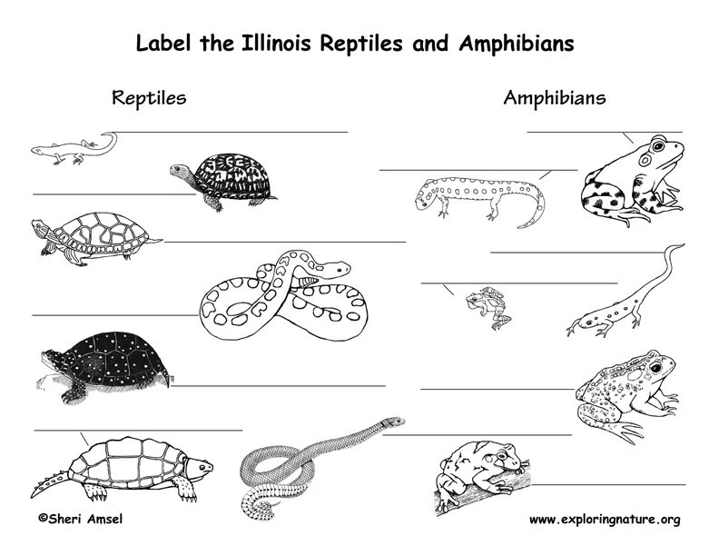 Reptiles mammals. Земноводные и пресмыкающиеся задания для дошкольников. Классы рыб, амфибии и рептилии.. Пресмыкающиеся и земноводные для детей. Рыбы амфибии пресмыкающиеся.