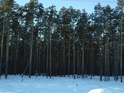 Березовский югра