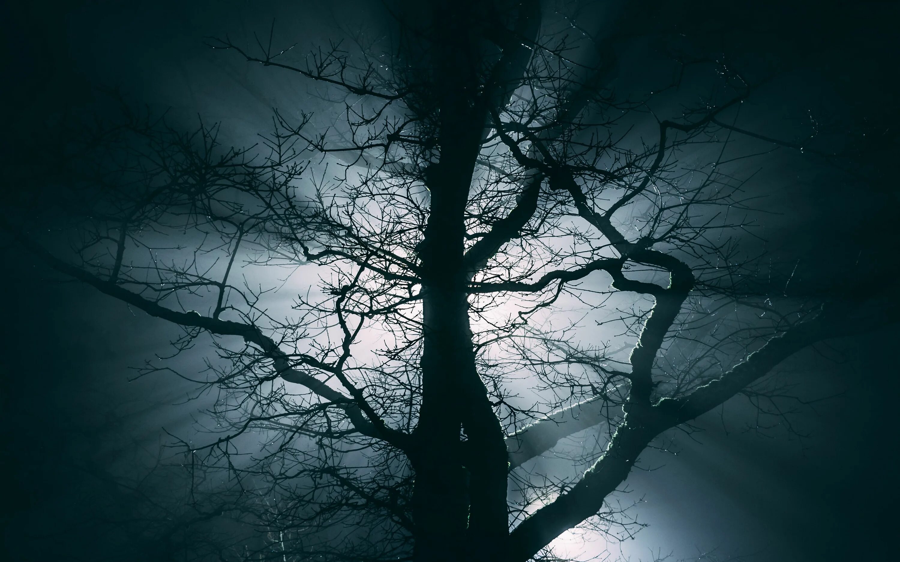 Ветвь туманного дерева. Мрачное дерево. Страшное дерево. Темное дерево. Фон темное дерево.