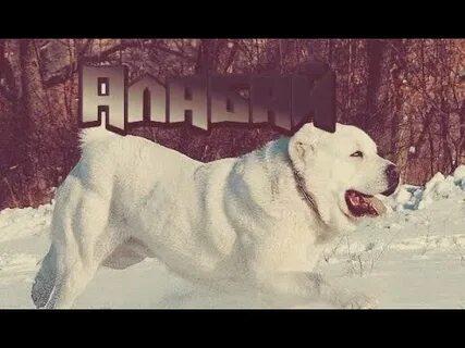 Алабай бойцовская