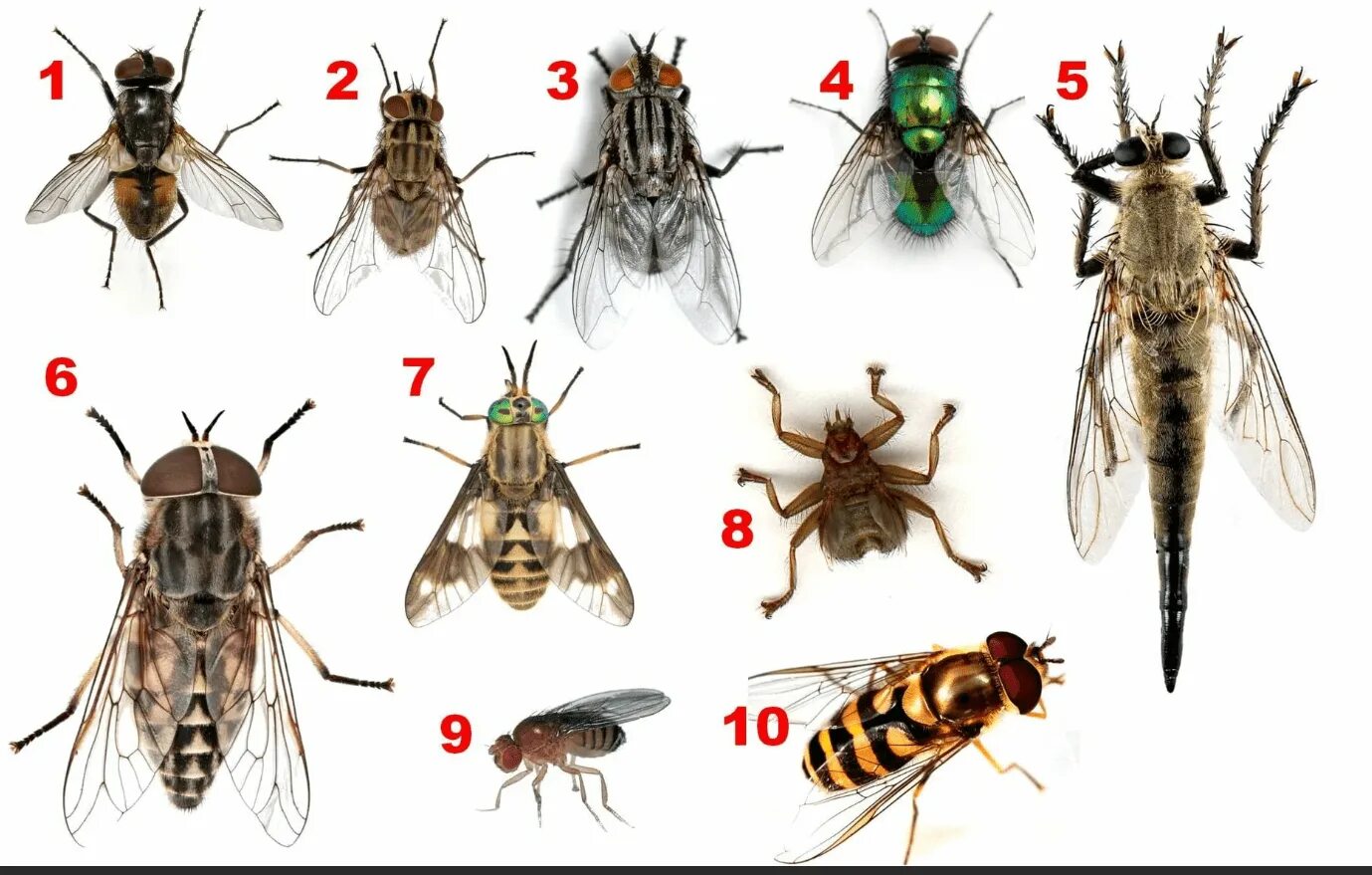 Разновидности мух. Комнатная Муха переносчик. Разные мухи. Разные породы мух.