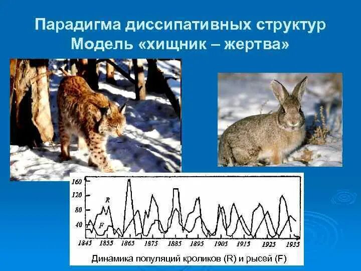 Взаимодействие популяций рыси и зайца. Динамика популяции хищника и жертвы. структура популяции рыси. динамика популяций хищника и жертвы это в экологии. модель хищник жертва волки и зайцы.