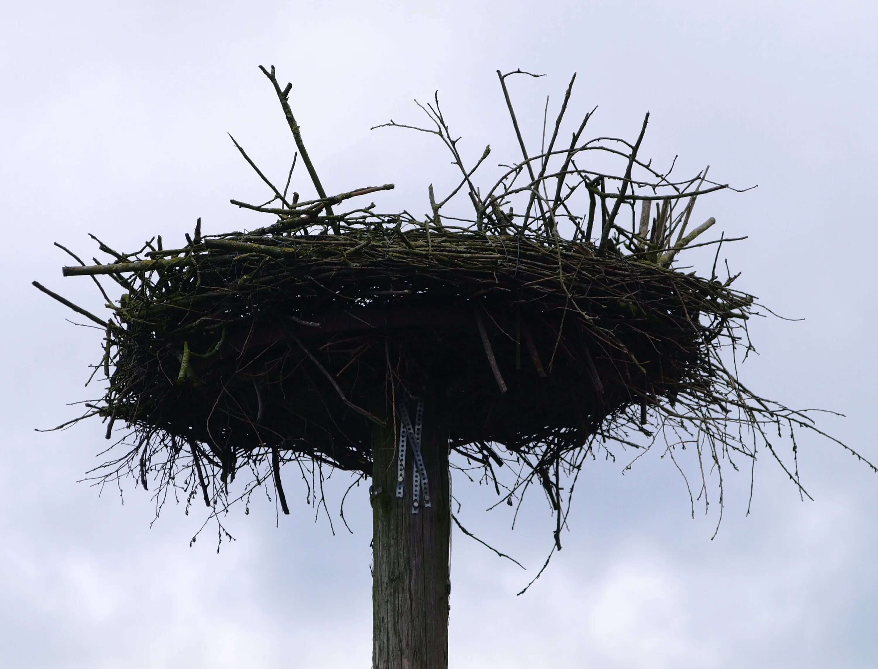 Plant nest. Гнездо аиста на дереве. Гнездо касиков. Гнездо на дереве. Огромное гнездо.