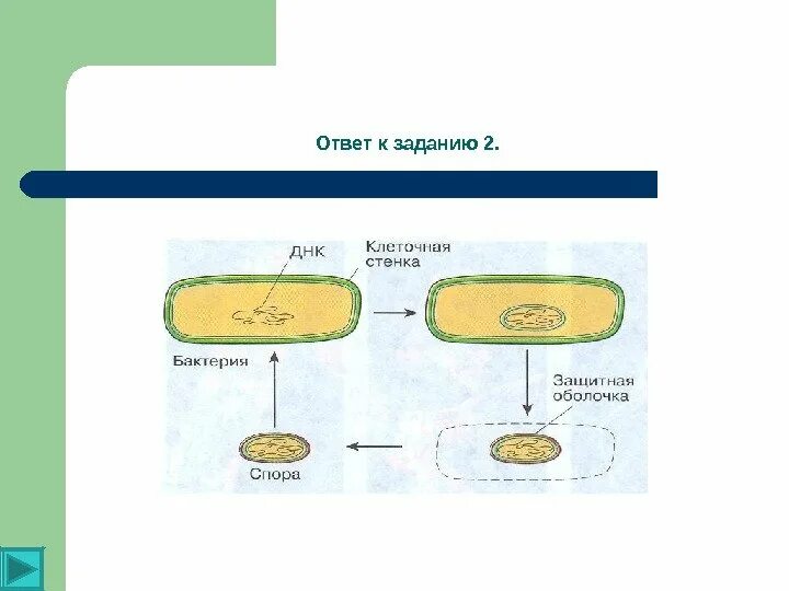 Расположение споры в клетке Почему бактерии нельзя отнести к эукариотам