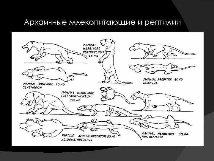 Зверозубый ящер черты. Происхождение пресмыкающихся зверозубые ящеры. Эволюция рептилий схема. Черты прогрессивной эволюции млекопитающих.