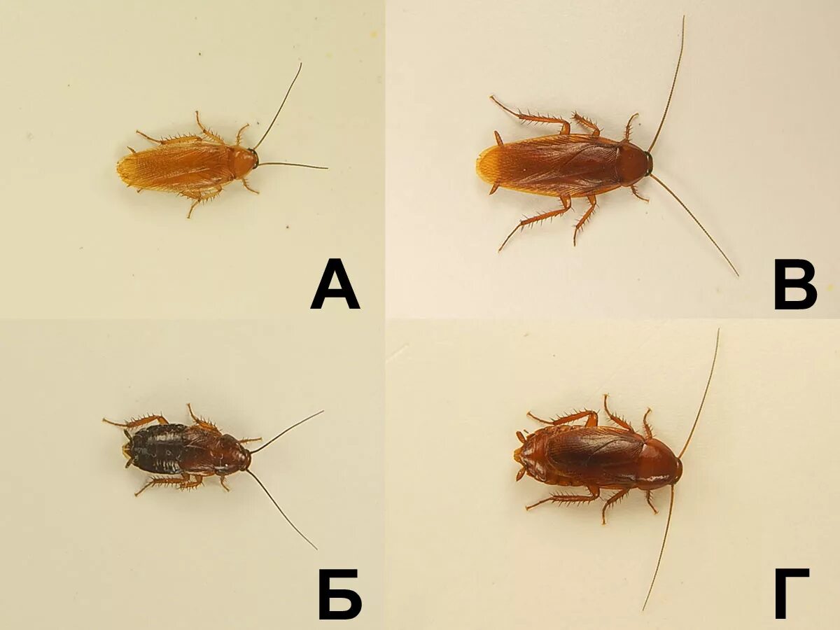 Как отличить маленьких. Таракан Прусак самка и самец. Рыжий Прусак таракан Самуа. Рыжий таракан Прусак самка и самец. Рыжий таракан самка и самец.
