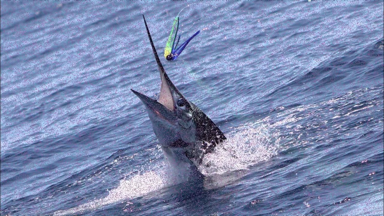 Marlin h