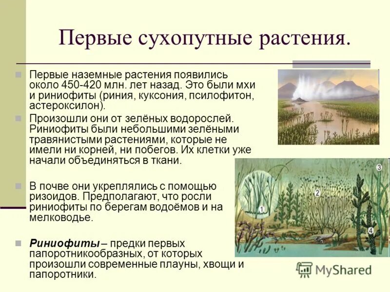 Первые растения на суше риниофиты. Риниофиты первые наземные растения. Высшие споровые растения риниофиты. Силурийский период псилофиты. Риниофиты первые растения освоившие наземно воздушную