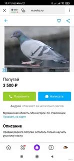 Объявления о продаже птиц попугаев на авито