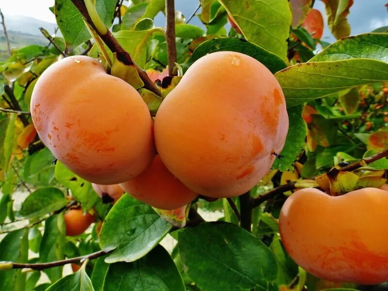 Хурма сорт персимон. Саженцы хурмы россиянка. Хурма сорт персимон. Хурма сорт россиянка. Сорт хурмы россиянка.