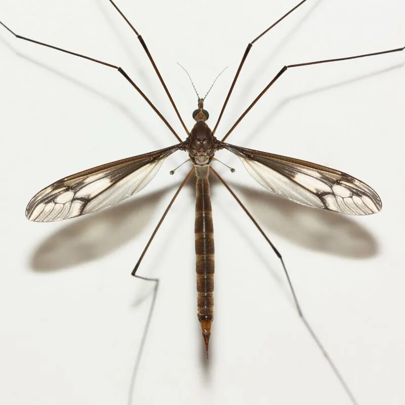 Как называется большой комар. Комар долгоножка. Муха долгоножка. Комары-долгоножки (Tipulidae). Долгоножка кольчатая.