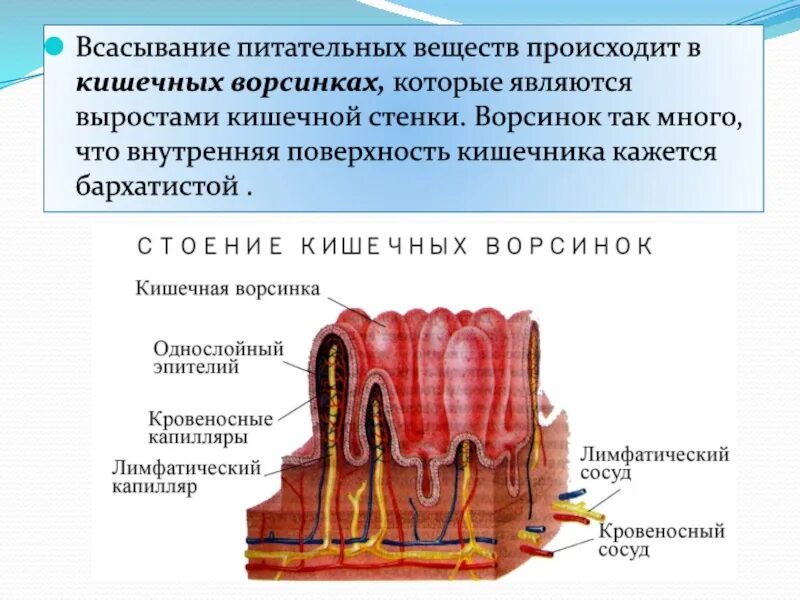 В ворсинках тонкой кишки происходит. Функции кишечных ворсинок тонкого кишечника. Ворсинка тонкой кишки эпителий. Ворсинки кишечника однослойный эпителий. Строение тонкого и Толстого кишечника ворсинки.