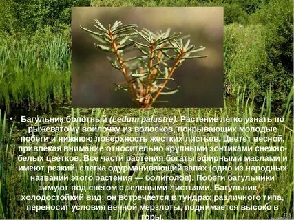 Описание болотных растений