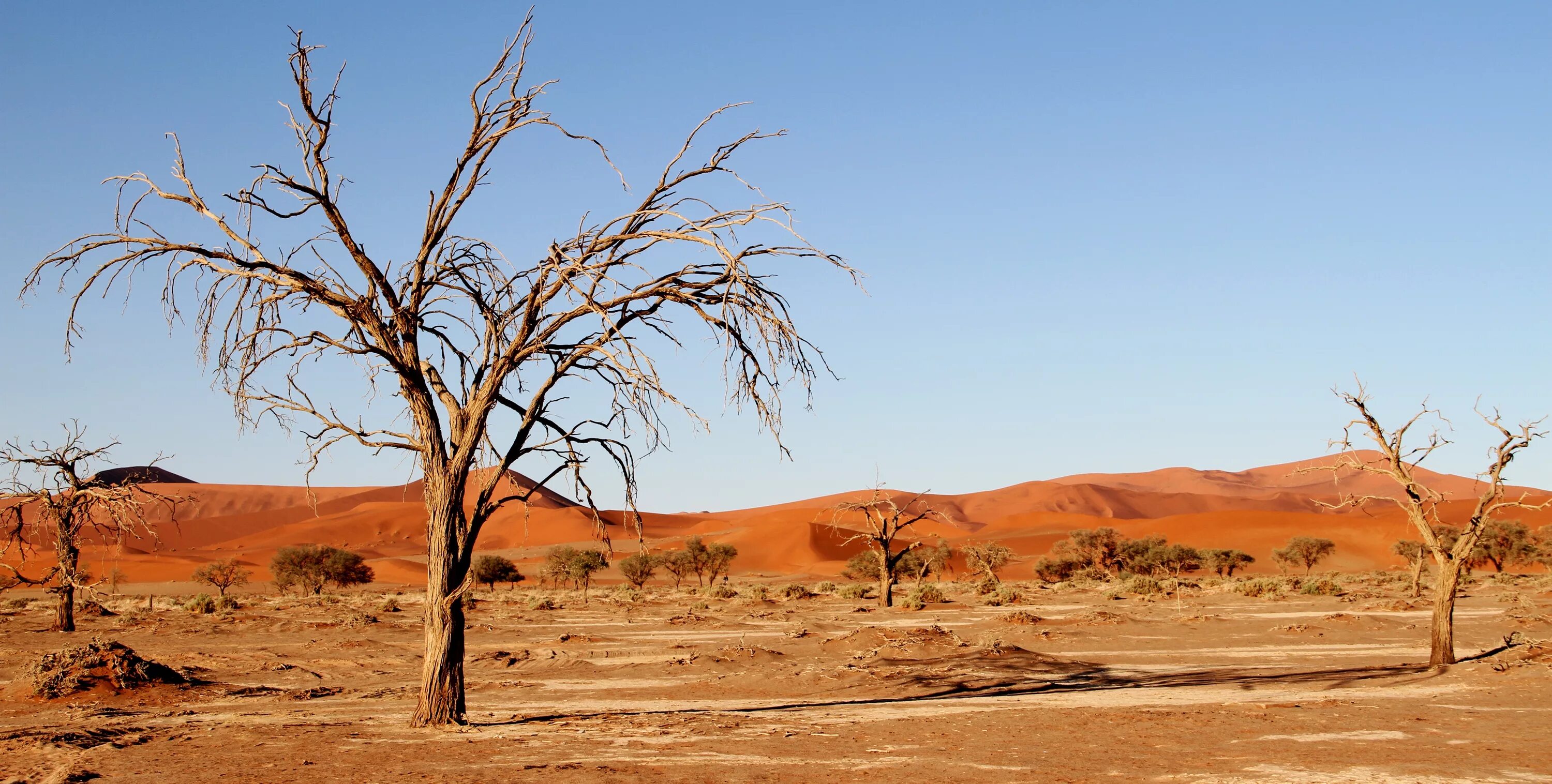 Период засухи. Саванна Калахари. Пустыни Калахари в Африке. Ботсвана пустыня Калахари. Пустыня Калахари ЮАР.