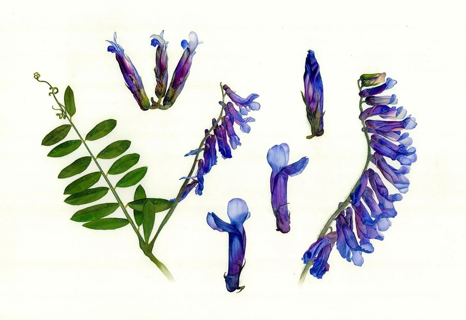 Горошек мышиный (vicia cracca). Мышиный горошек луговой. Мышиный горошек соцветие. Вика мышиный горошек. Горошек мышиный.