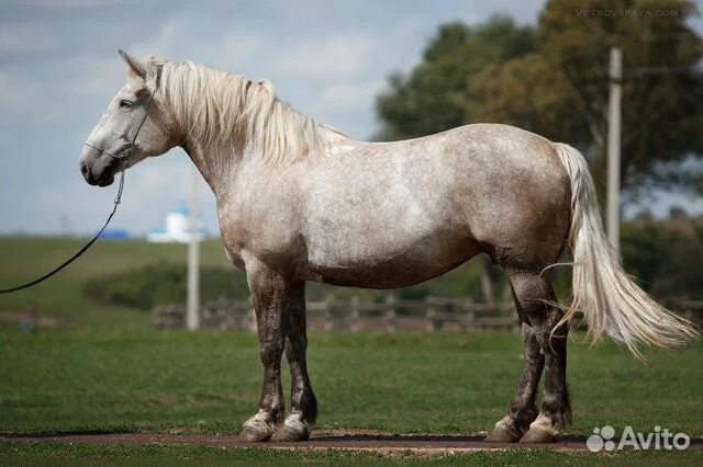 1. Породы 1983 Барминцев Ю.Н., Кожевников Е.В. - Коневодство в СССР Horses, Big 
