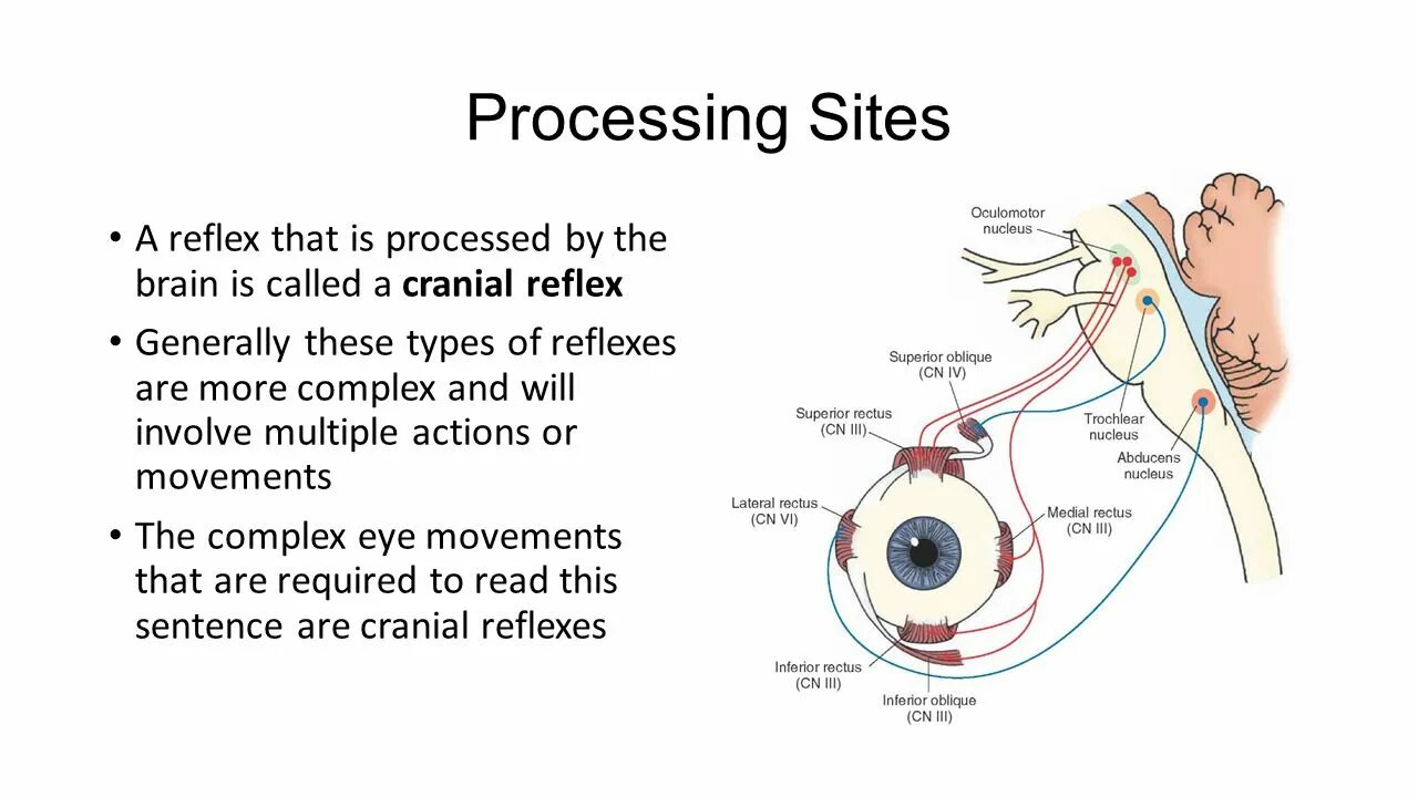 Types of Reflexes. Рефлекс Мартынова. Периодонто мускулярный рефлекс. Периодонто мускулярный рефлекс схема. Processing site