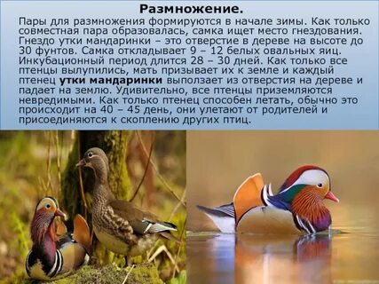 Утка мандаринка описание кратко