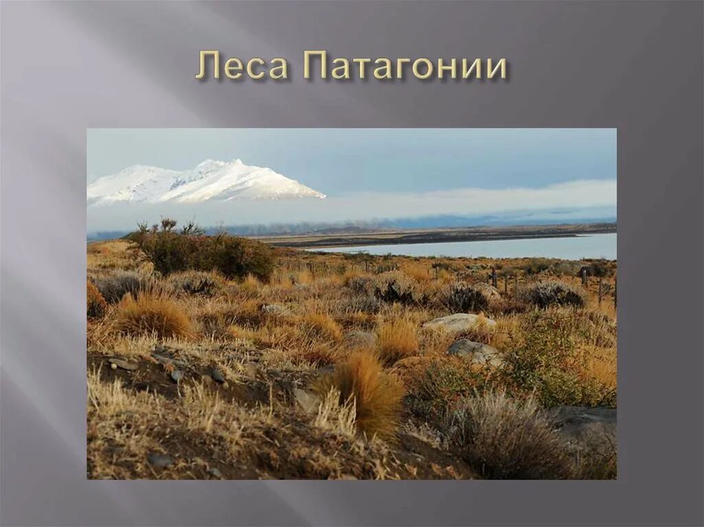 Пампа природная зона южной америки. Пампа Южной Америки. Пампа Аргентина. Степи пампа. Полупустыни Патагонии климат.