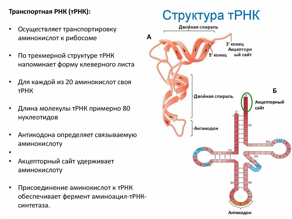 Структура трнк. Структура транспортной рнк. строение транспортной рнк биохимия. структура трнк схема.