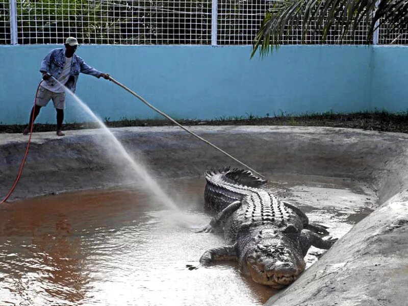 Лолонг. Гребнистый крокодил Лолонг. Лолонг самый большой крокодил. Живые ископаемые крокодил. Крокодил живое ископаемое.