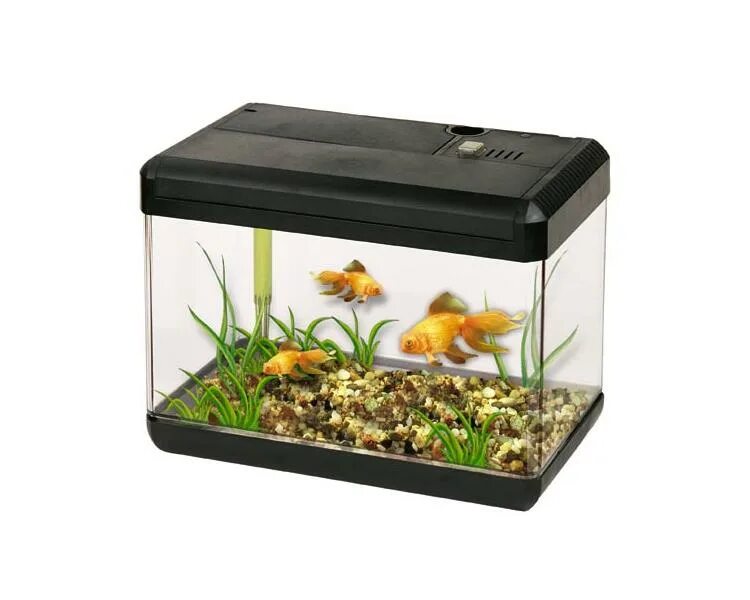 аквариум с неонами и данио. аквариум biorb flow 30 led. аквариуме 15 рыбок. аквариум 30 литров. рыбки для аквариума 30 литров.