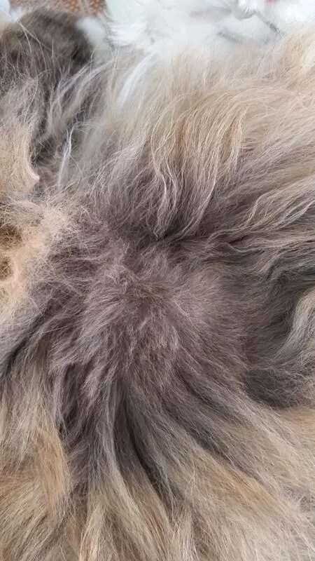 Нету шерсти. Кошка с отсутствующей шерстью. Кошачий стригущий лишай. Нету шерсти. У собаки выпадает шерсть клочками.