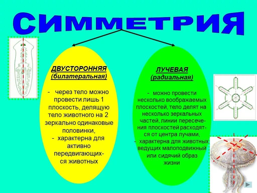 Через тело можно провести одну плоскость симметрии. Двусторонняя симметрия тела. Лучевая и двусторонняя симметрия тела. Билатеральная и радиальная симметрия. Радиальная билатеральная Симм.