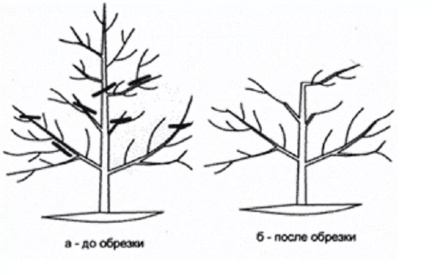 Обрезка плодовых деревьев весной яблони. Схема обрезки яблони весной. Омолаживающая обрезка яблони весной схема. Обрезка яблонь осенью схема. Обрезка яблони весной сроки