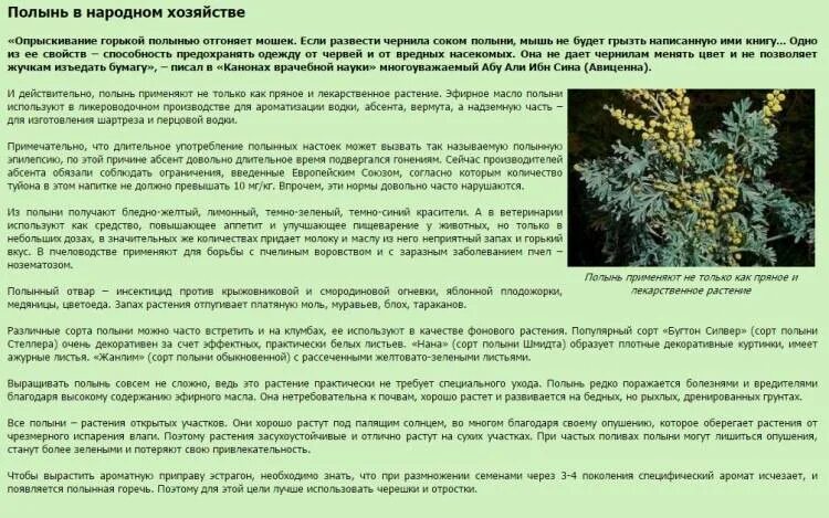 Народной лечение полынью
