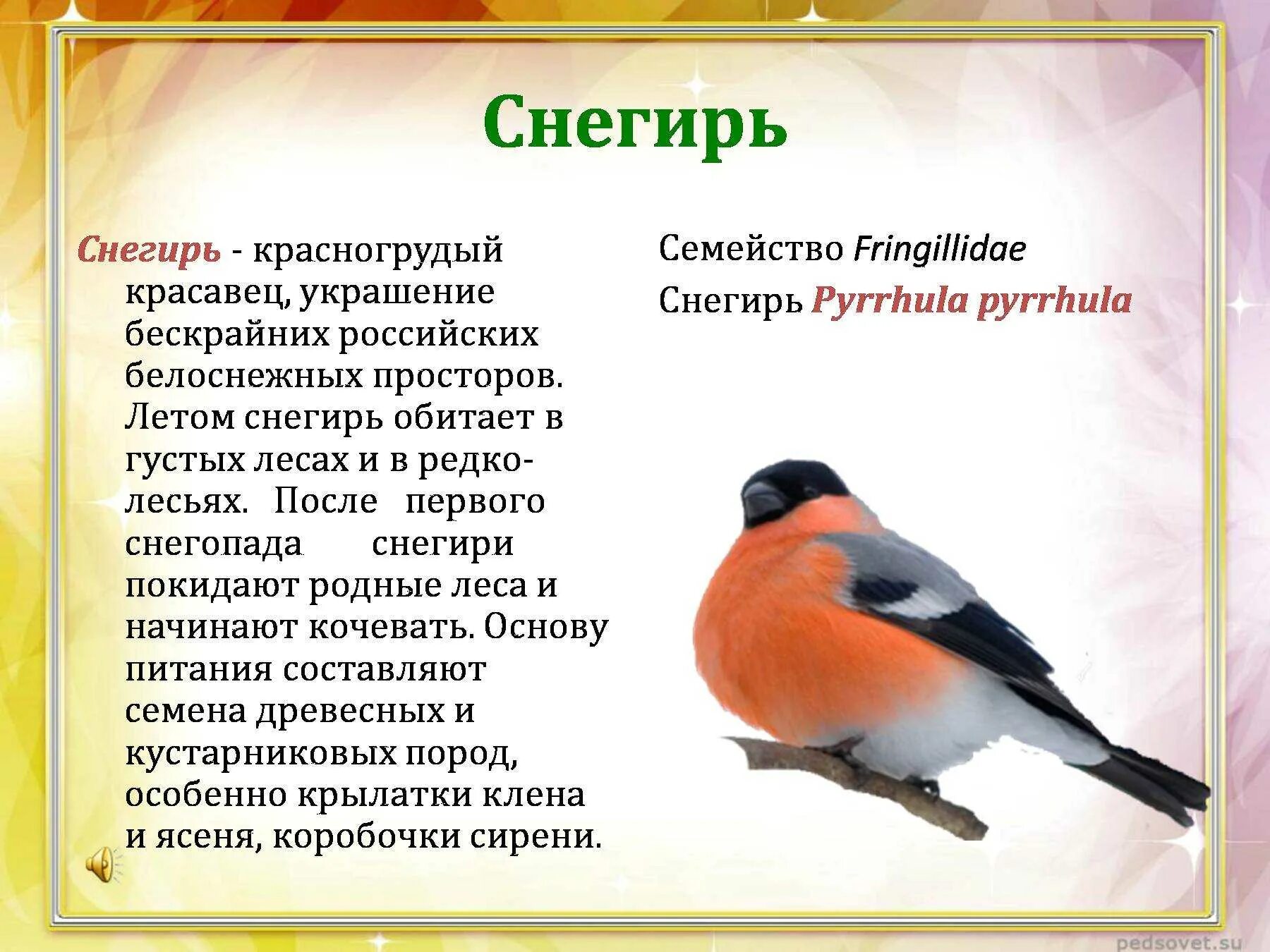 Снегирь птица описание. Описание снегиря. Снегирь птица описание для детей. Рассказ про снегиря. Особенности птицы снегирь