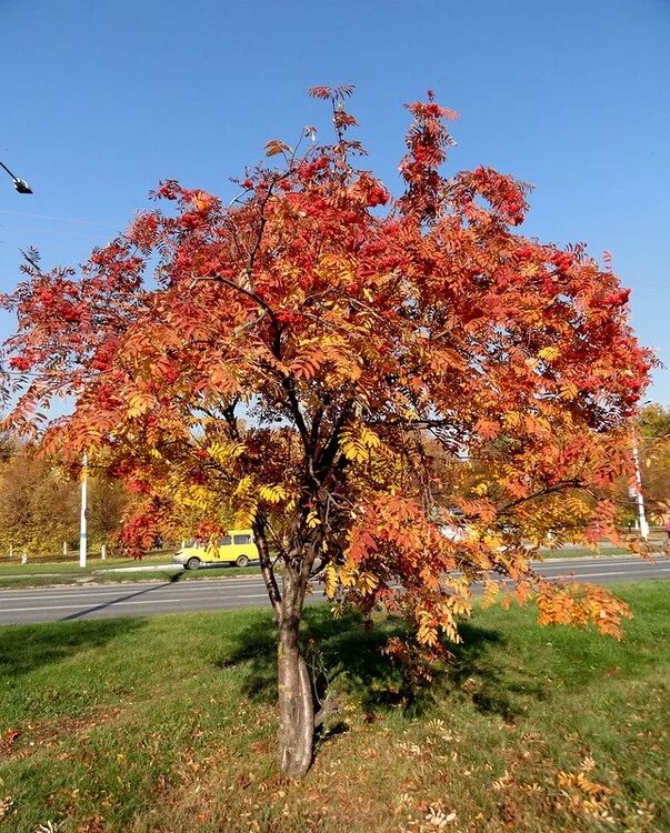 Дерево рябина осенью. Рябина обыкновенная осенью. Рябина обыкновенная осень. Рябина обыкновенная осень дерево.