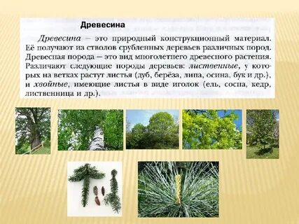 Лиственные хвойные деревья 1 класс окружающий мир