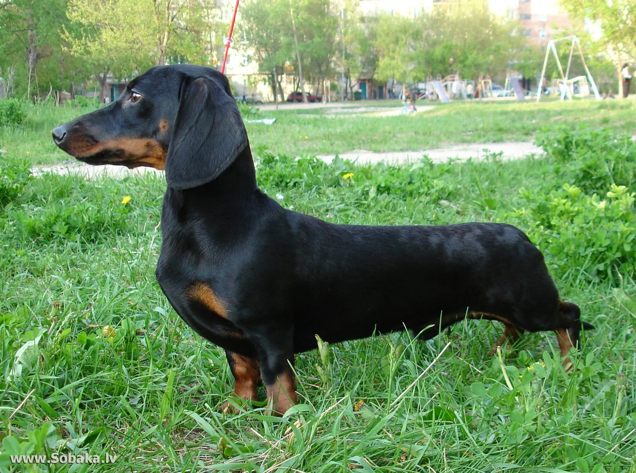 фото гладкошерстных такс.