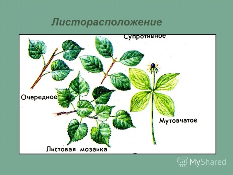 Строение листьев листорасположение. Строение листьев листорасположение