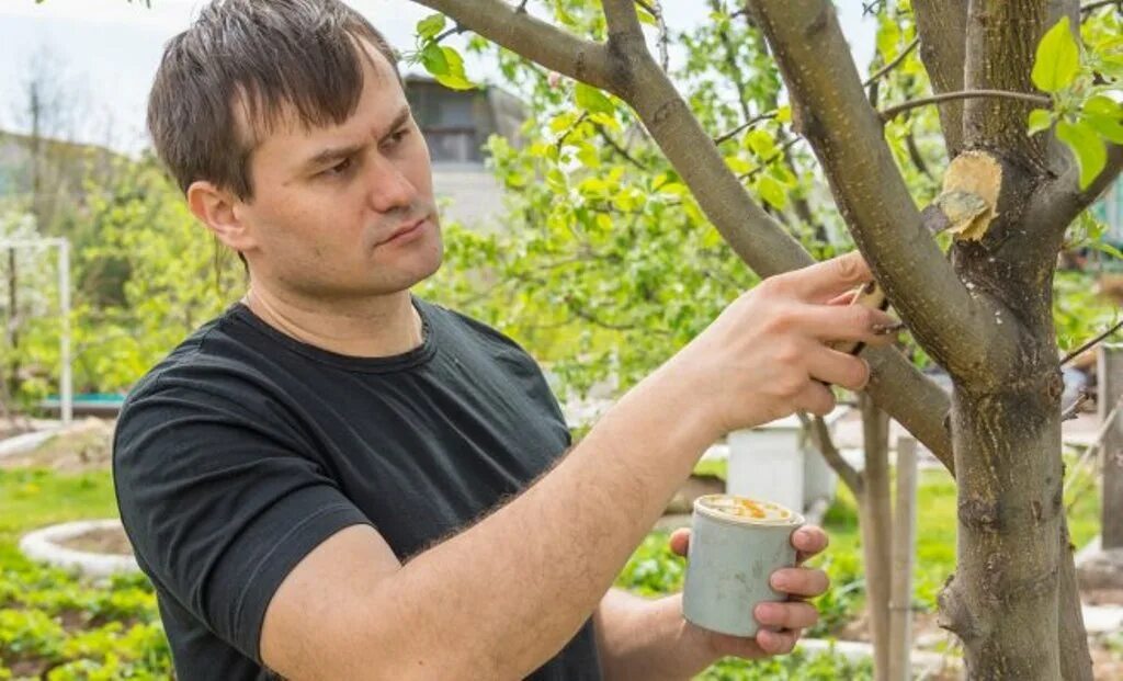 Садовый вар. Обработка деревьев садовым варом. Садовый вар на ветке дерева. Садовый вар для деревьев.