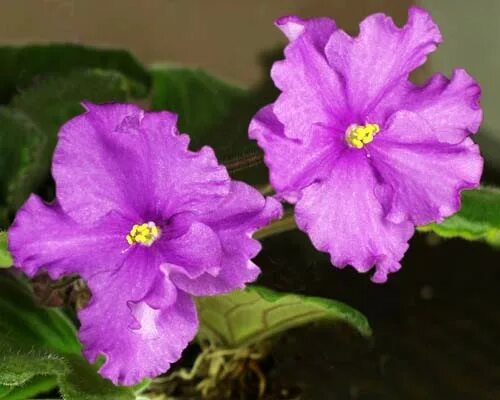 Фиалка макуни. Фиалка вика макуни. Фиалка макуни. Прелестная тёща фиалка макуни. Фиалка макуни.