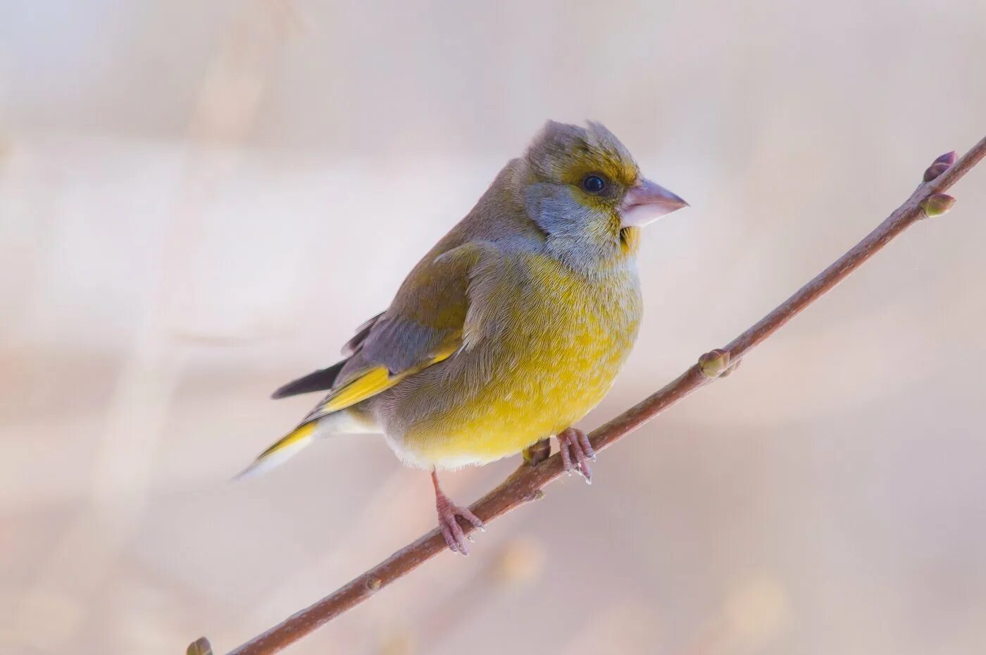 Желтые птицы зимой. Желтая птичка зимой. 1 птица. Синица зеленушка зимой. Зимующая птица с желтой грудкой.