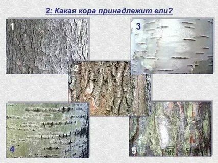 Не повезло осине невесть с каких пор
