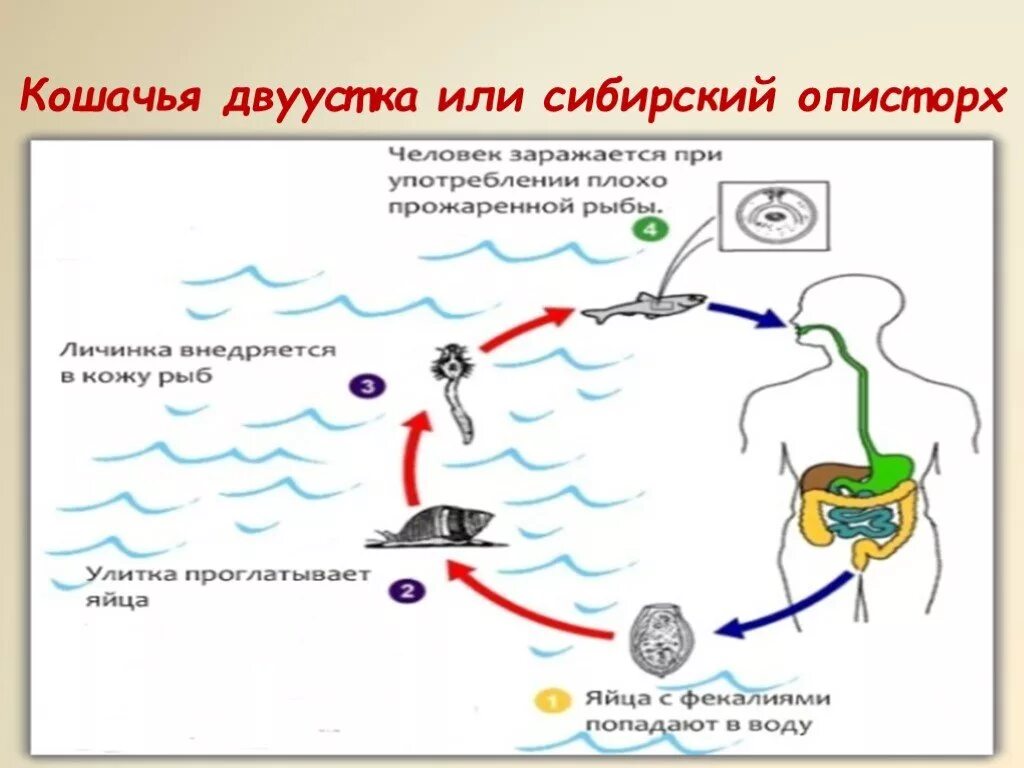 Жизненный цикл кошачьей двуустки схема. Кошачья двуустка жизненный цикл. Цикл развития кошачьей двуустки схема 7 класс. Цикл развития кошачьей двуустки.