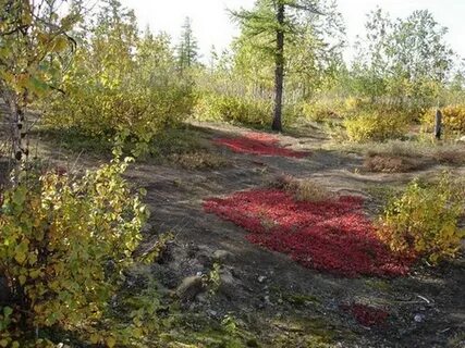 Тундра 5 букв