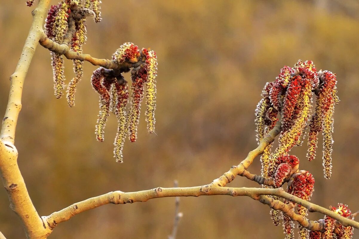 тополь дрожащий (осина) – populus tremula. сережки осины. соцветие ольхи. тополь сережки. сережки осины.