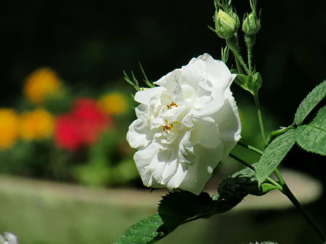 белый шиповник меню