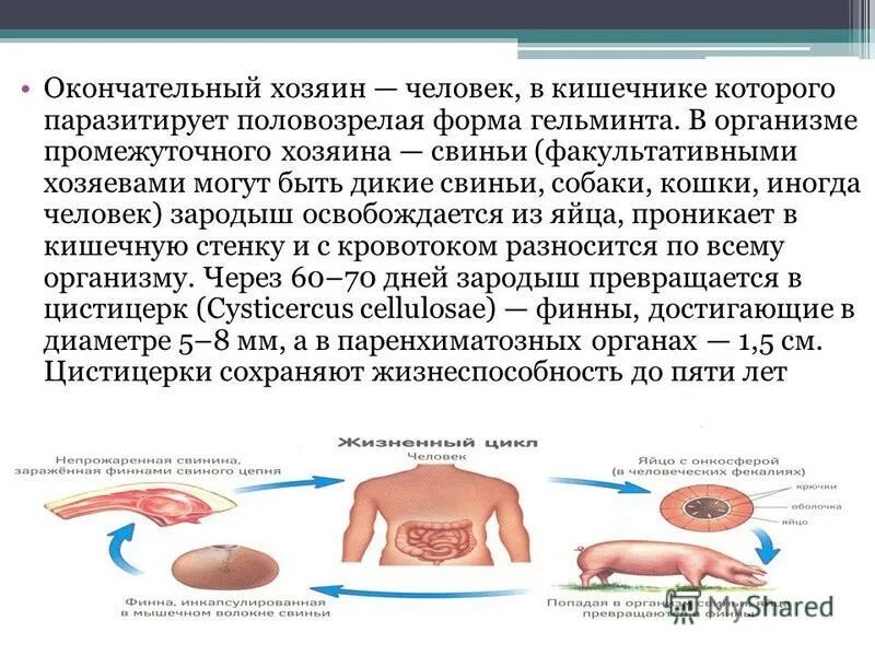 Может ли человек быть промежуточным хозяином. Окончательный хозяин это. Промежуточный хозяин и окончательный хозяин. Окончательный хозяин это организм. Окончательный хозяин это в биологии.