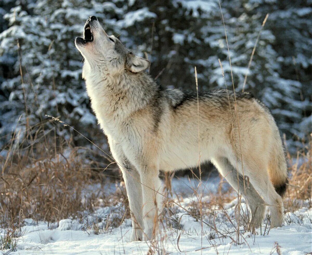 Серый волк canis Lupus. Макензийский Тундровый волк. Среднерусский Лесной волк. Волк - canis Lupus l.. Самый красивый фото волка