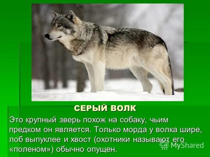 Описание картины серый волк